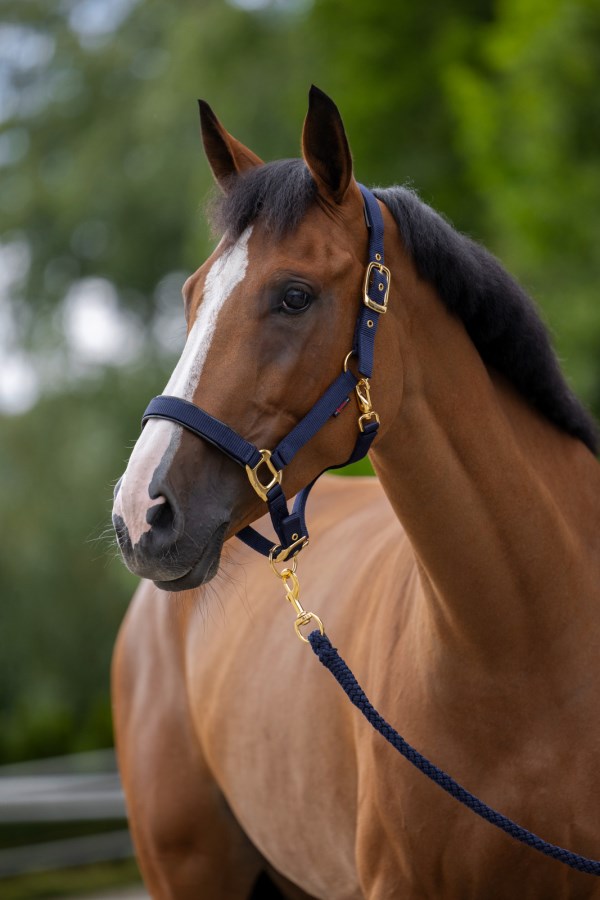 Gepolstertes Halfter mit goldfarbenen Schnallen royalblau-gold